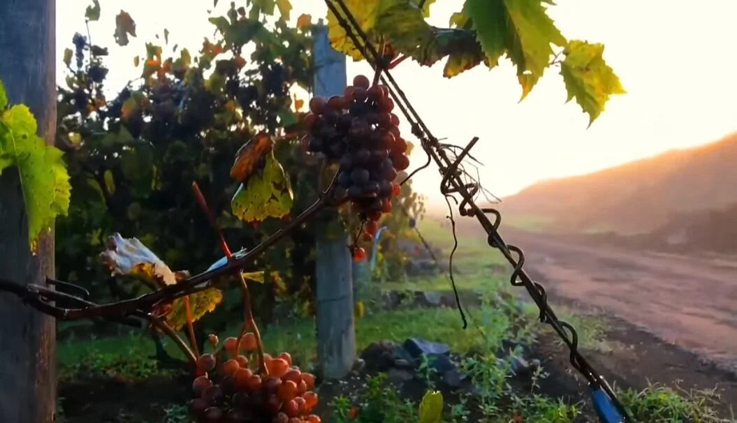 Potter Settlement Wines
