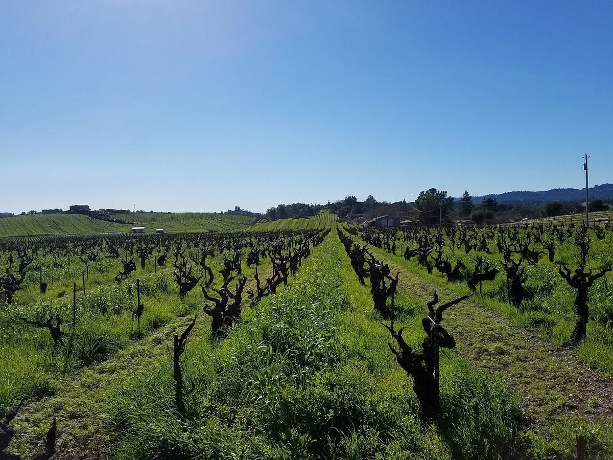Ridge Vineyards Lytton Springs