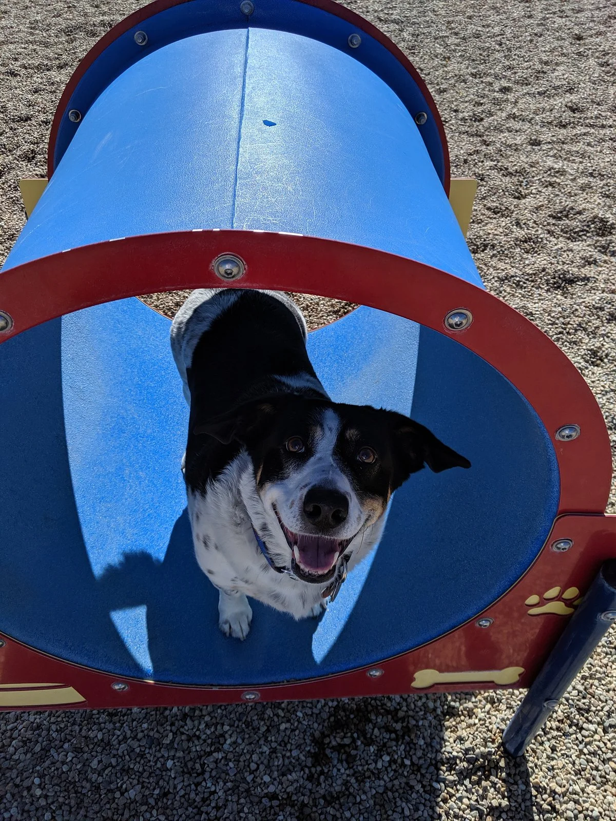 Storey Bark Park