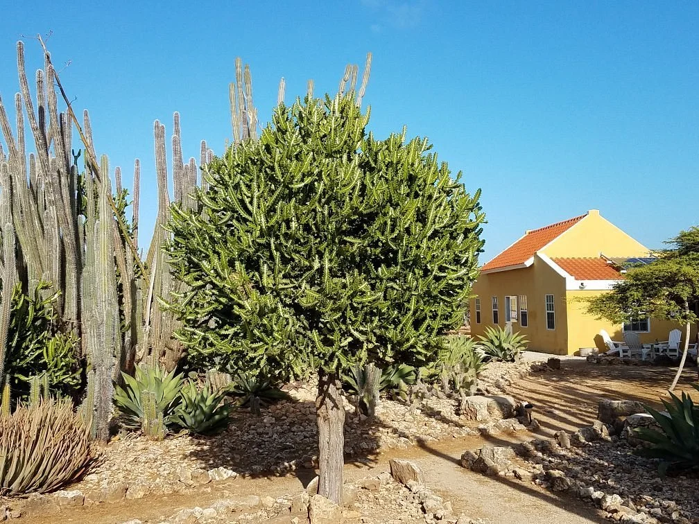 Rooi Lamoenchi