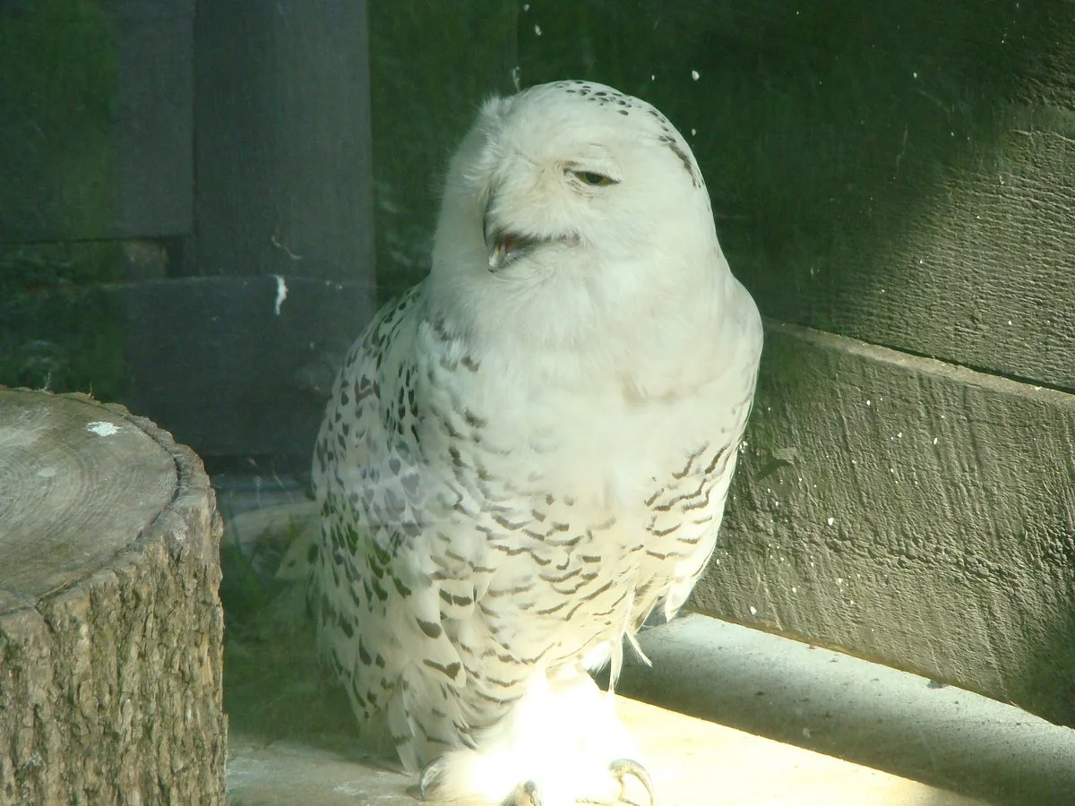 Ochsner Park Zoo