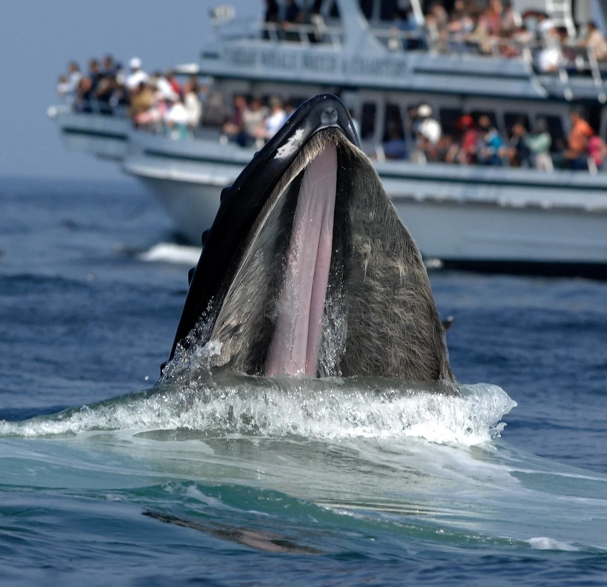 Stellwagen Bank National Marine Sanctuary