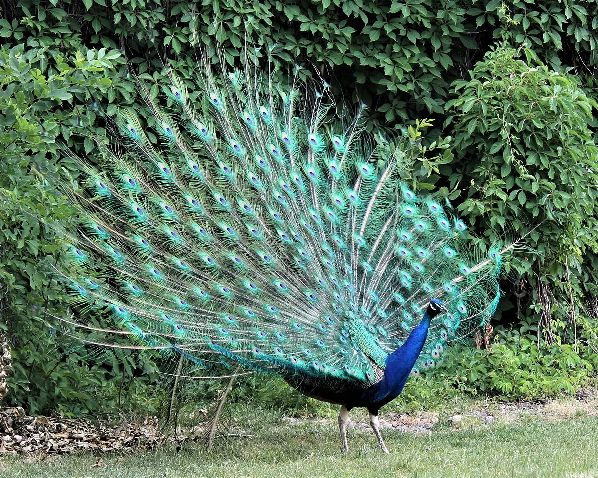 Chahinkapa Zoo