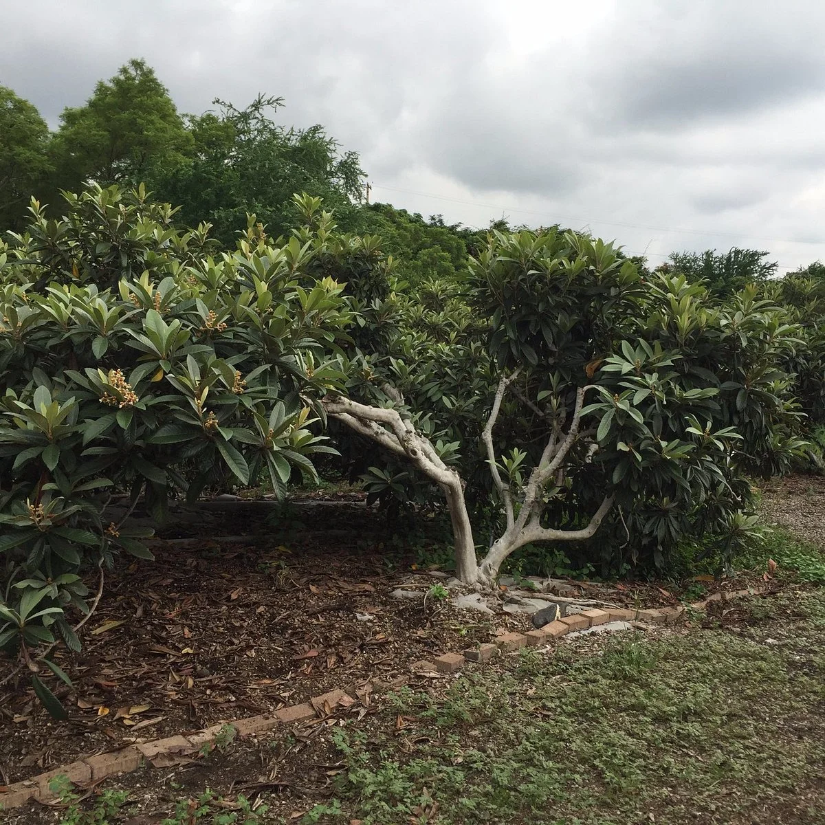 Kona Pacific Farmers Cooperative