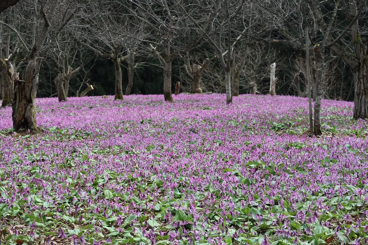 Katakurikan