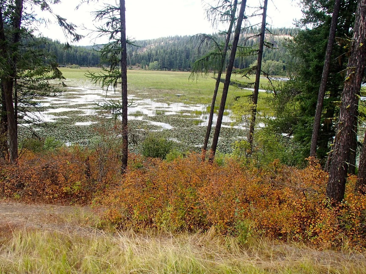 Coeur d'Alene National Forest