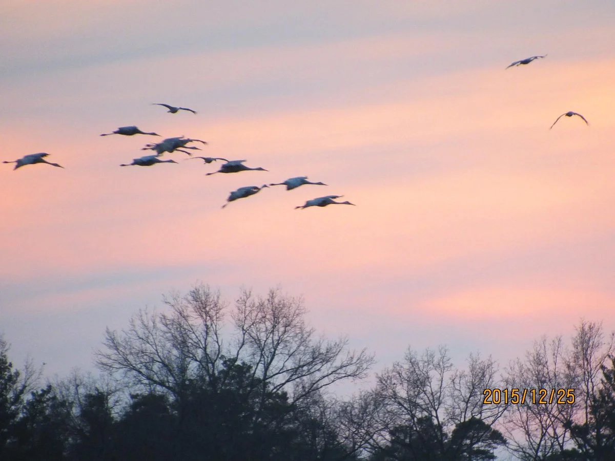 Jasper-Pulaski Fish and Wildlife Area