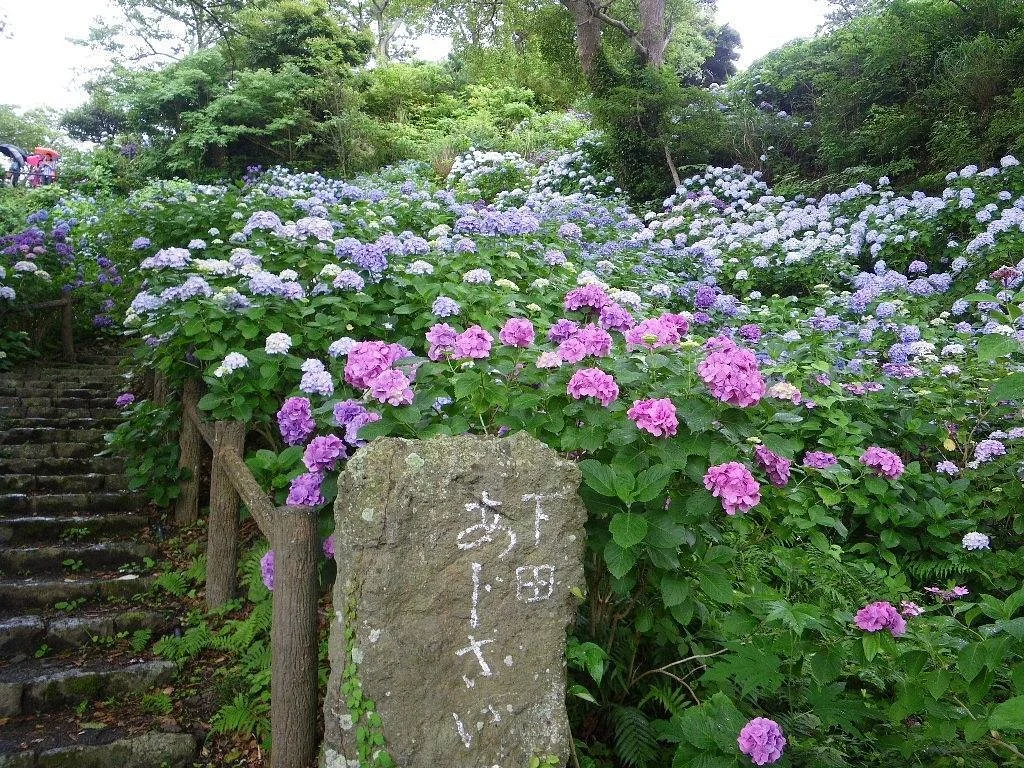 Hydrangea Festival