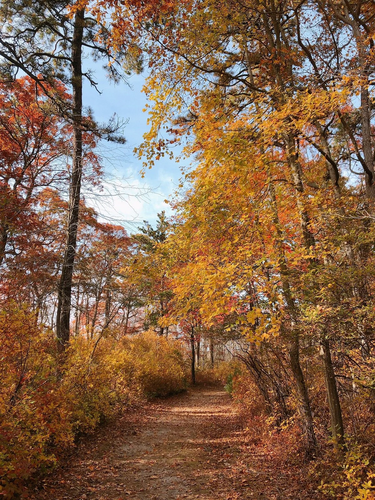 Bayard Cutting Arboretum