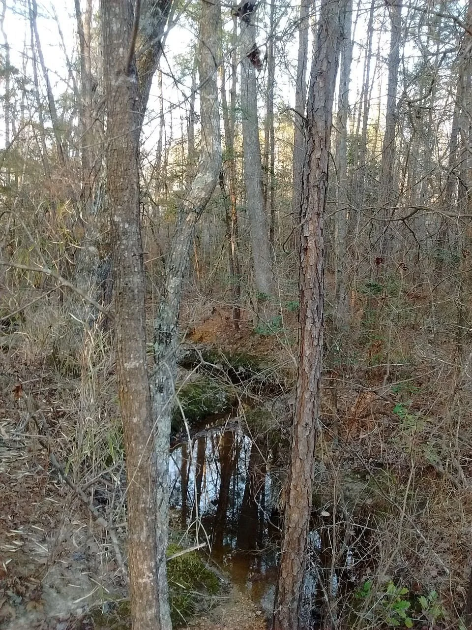 Birkhead Mtn Wilderness