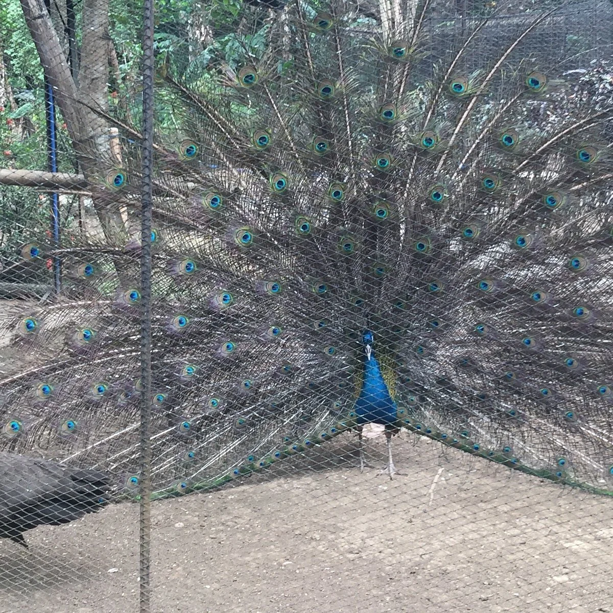 Lyger Animal Sanctuary