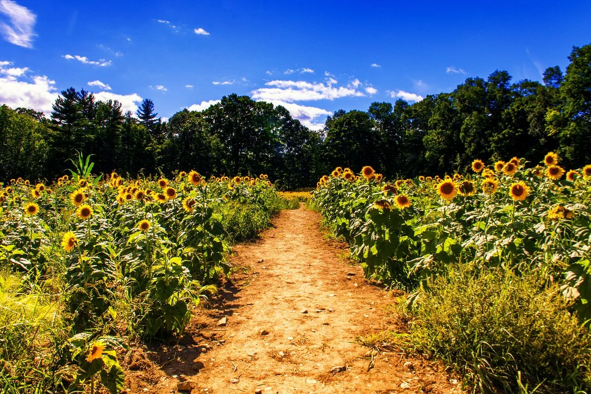 Coppal House Farm