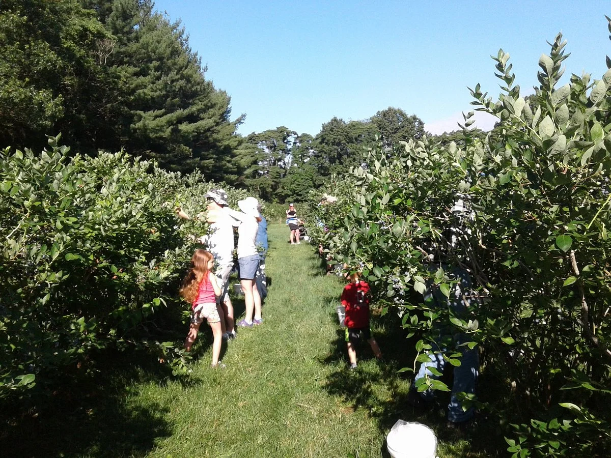 Blueberry Ranch
