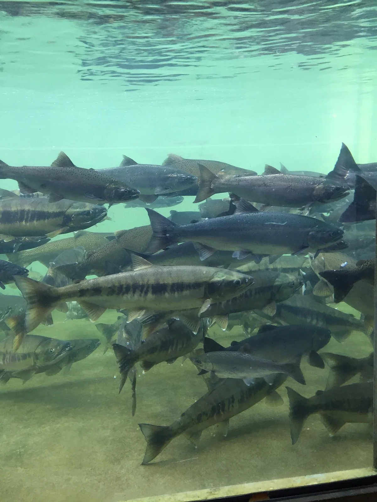 Puntledge River Hatchery