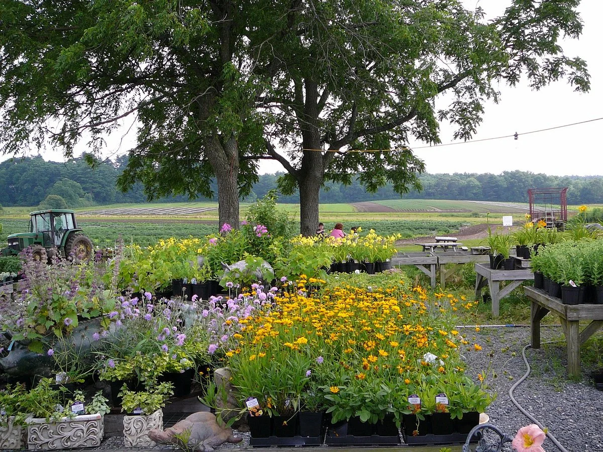 Tangerini's Spring Street Farm