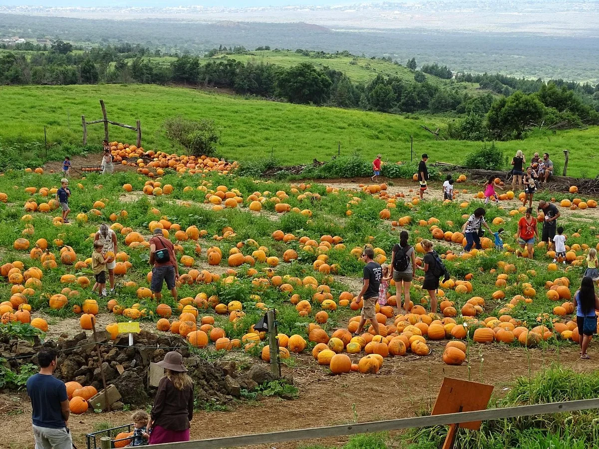 Kula Country Farms