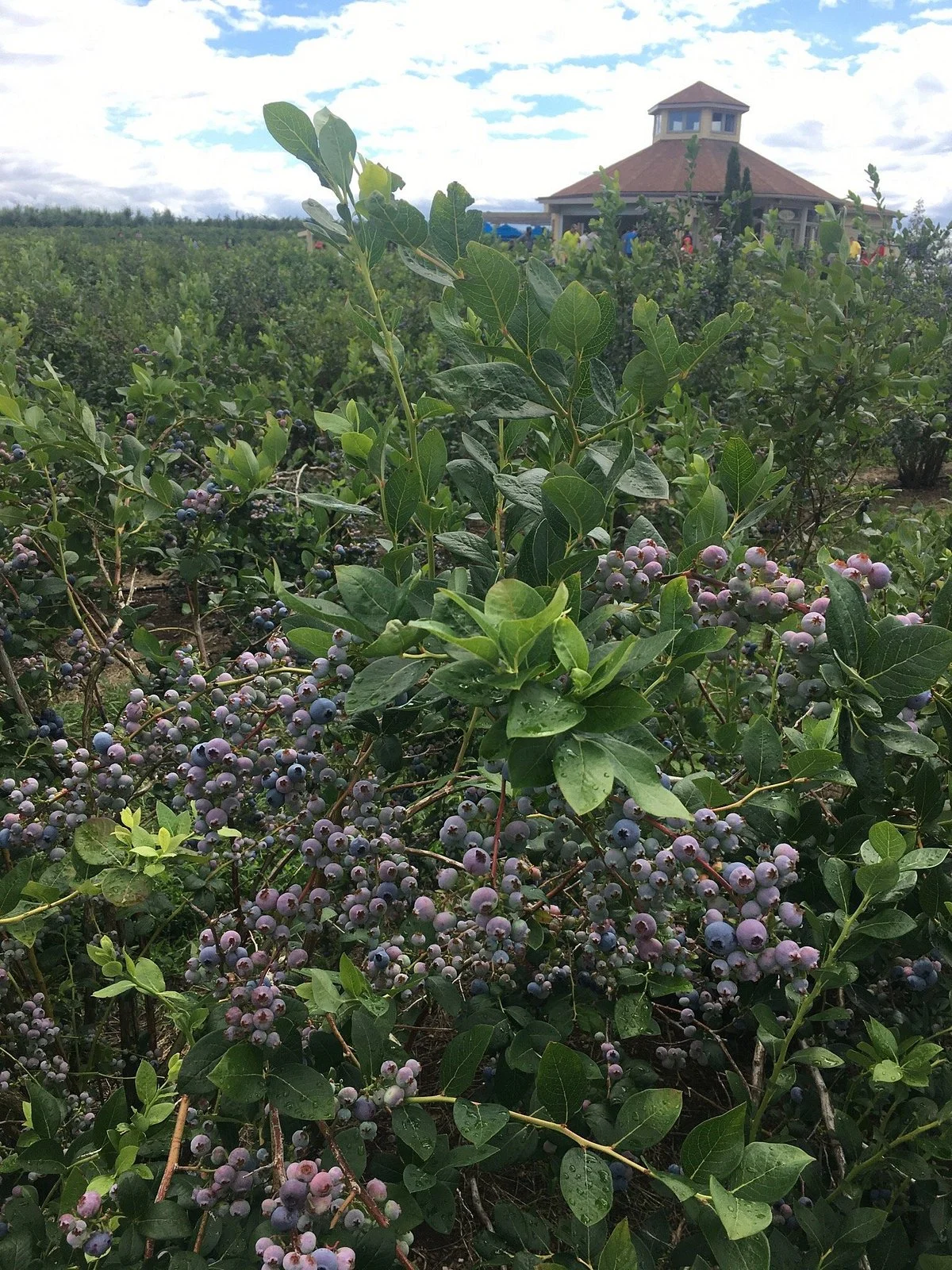 Wilmot Orchards
