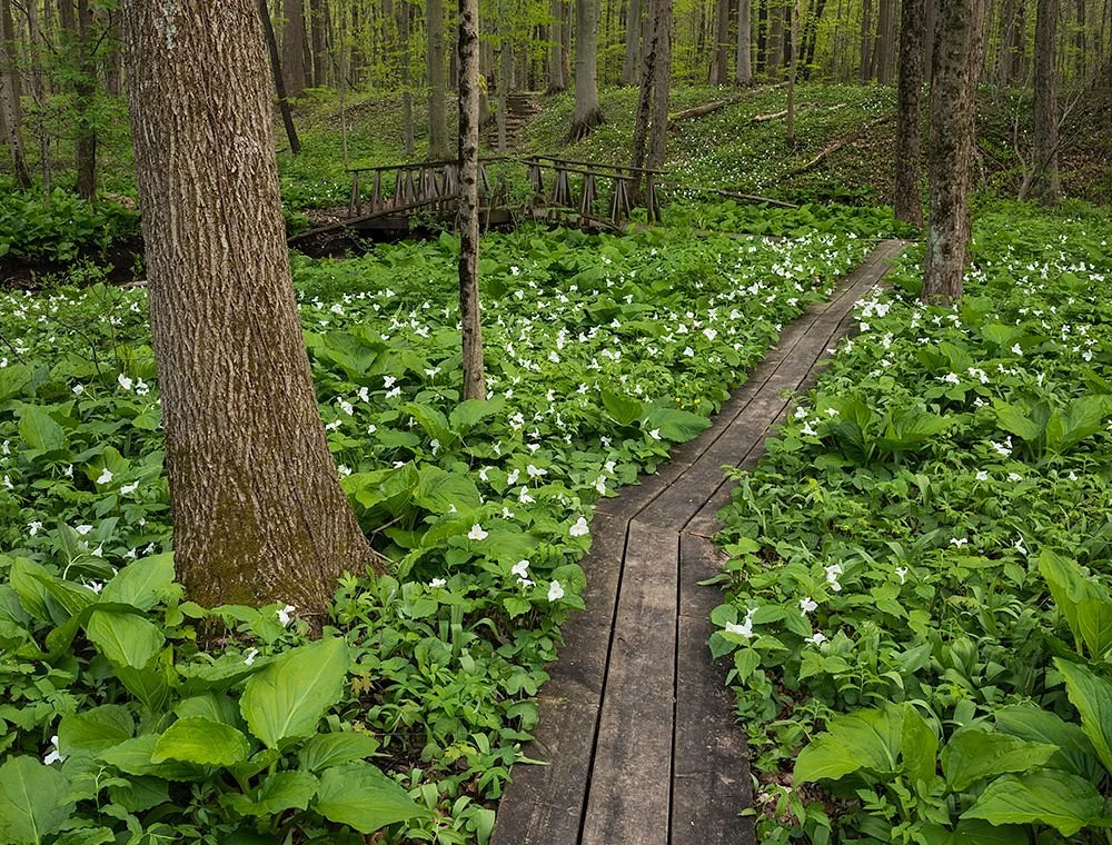 Dowagiac Woods