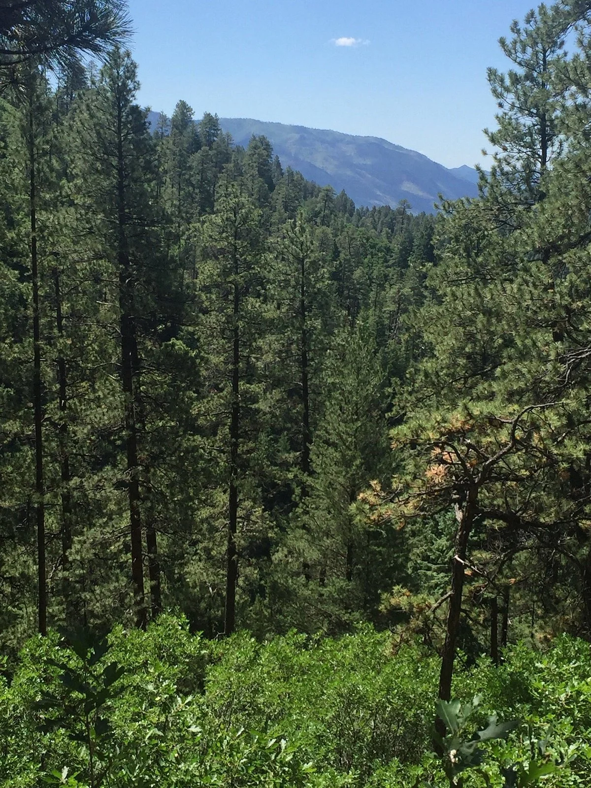 Hermosa Creek Trail