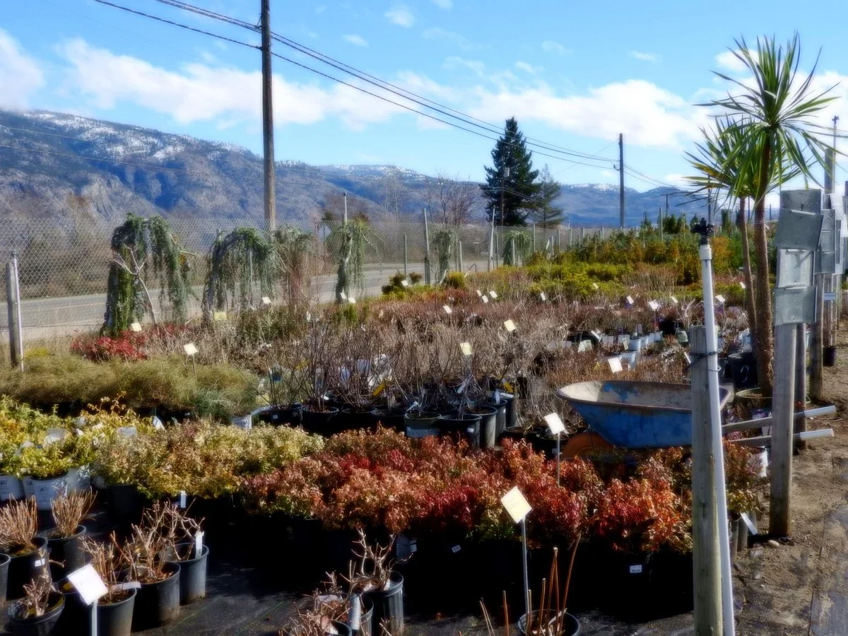 Sandhu Greenhouses & Nursery