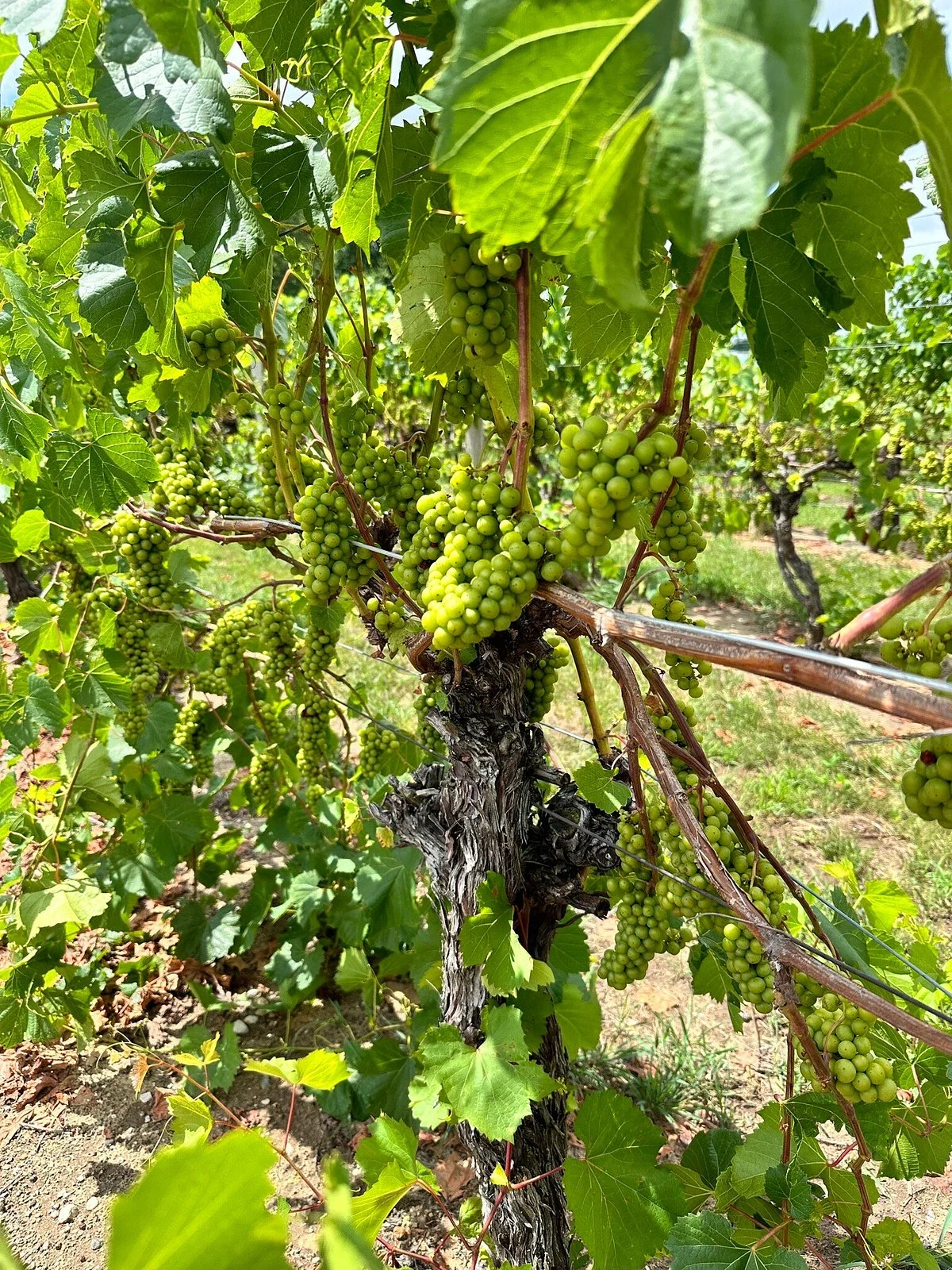 Domaine Berrien Cellars