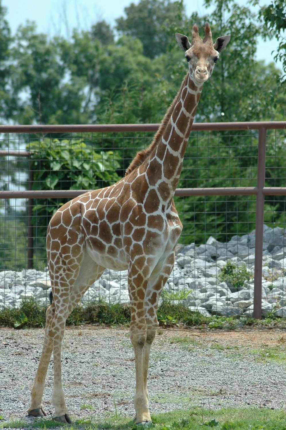 Brights Zoo
