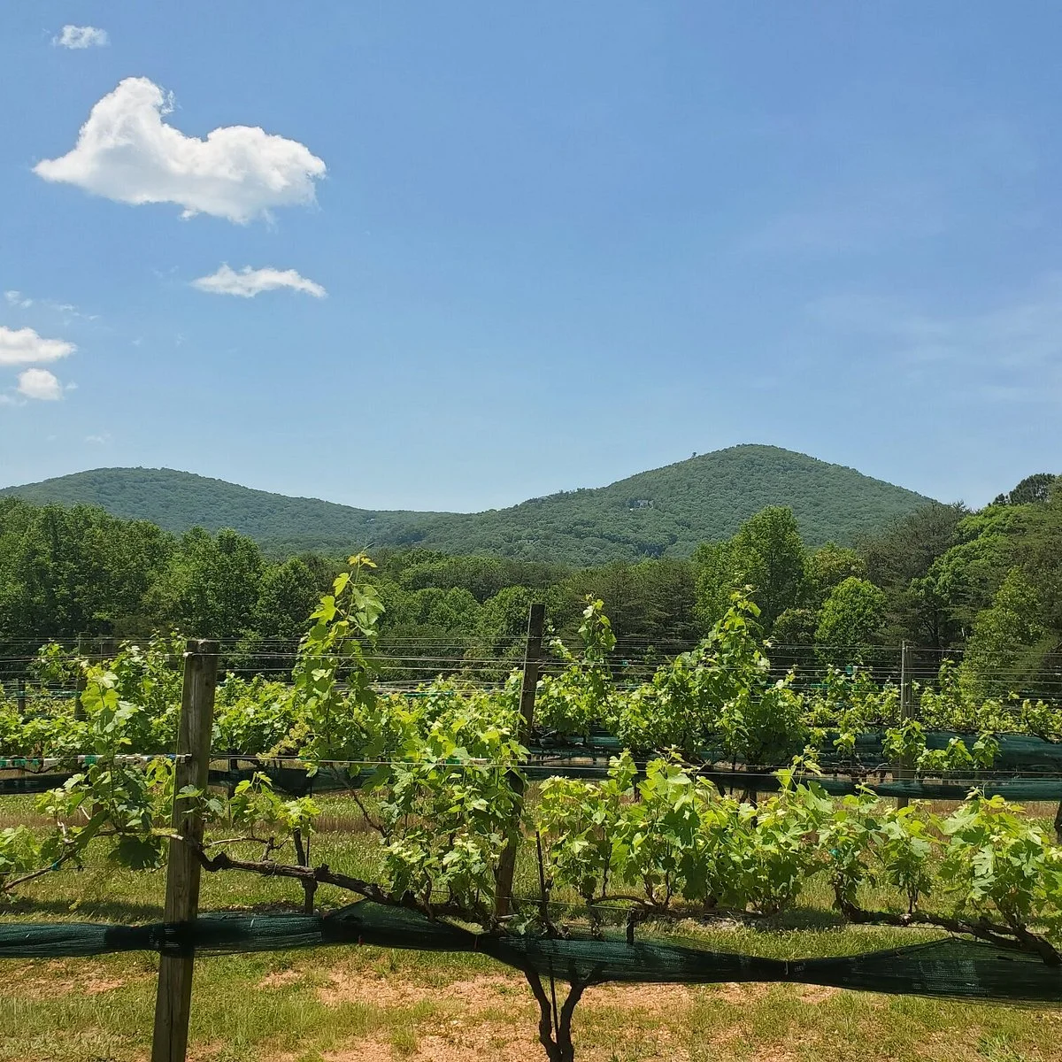 Sharp Mountain Vineyards