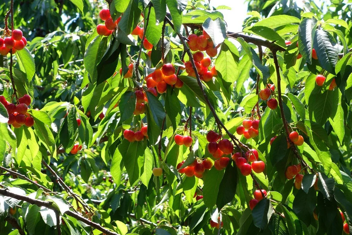 Villa Del Sol Sweet Cherry Farms