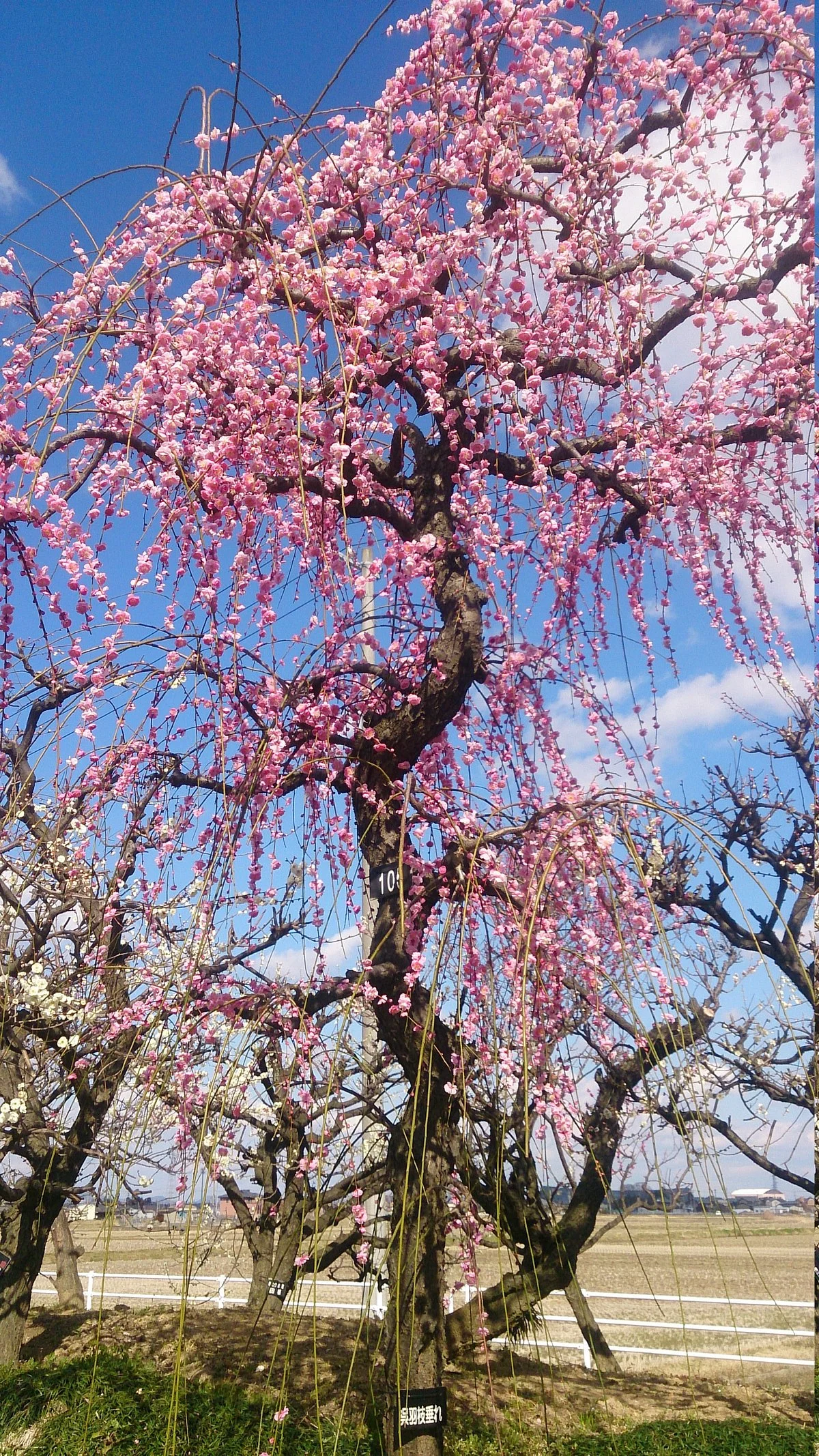 Anpachihyakubaien