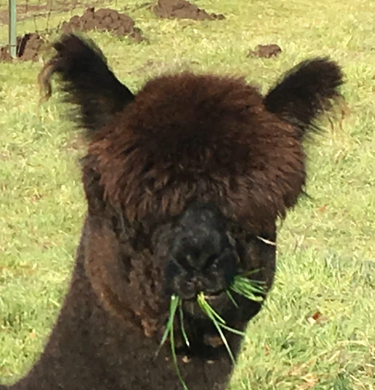 Firwood Farm Alpacas