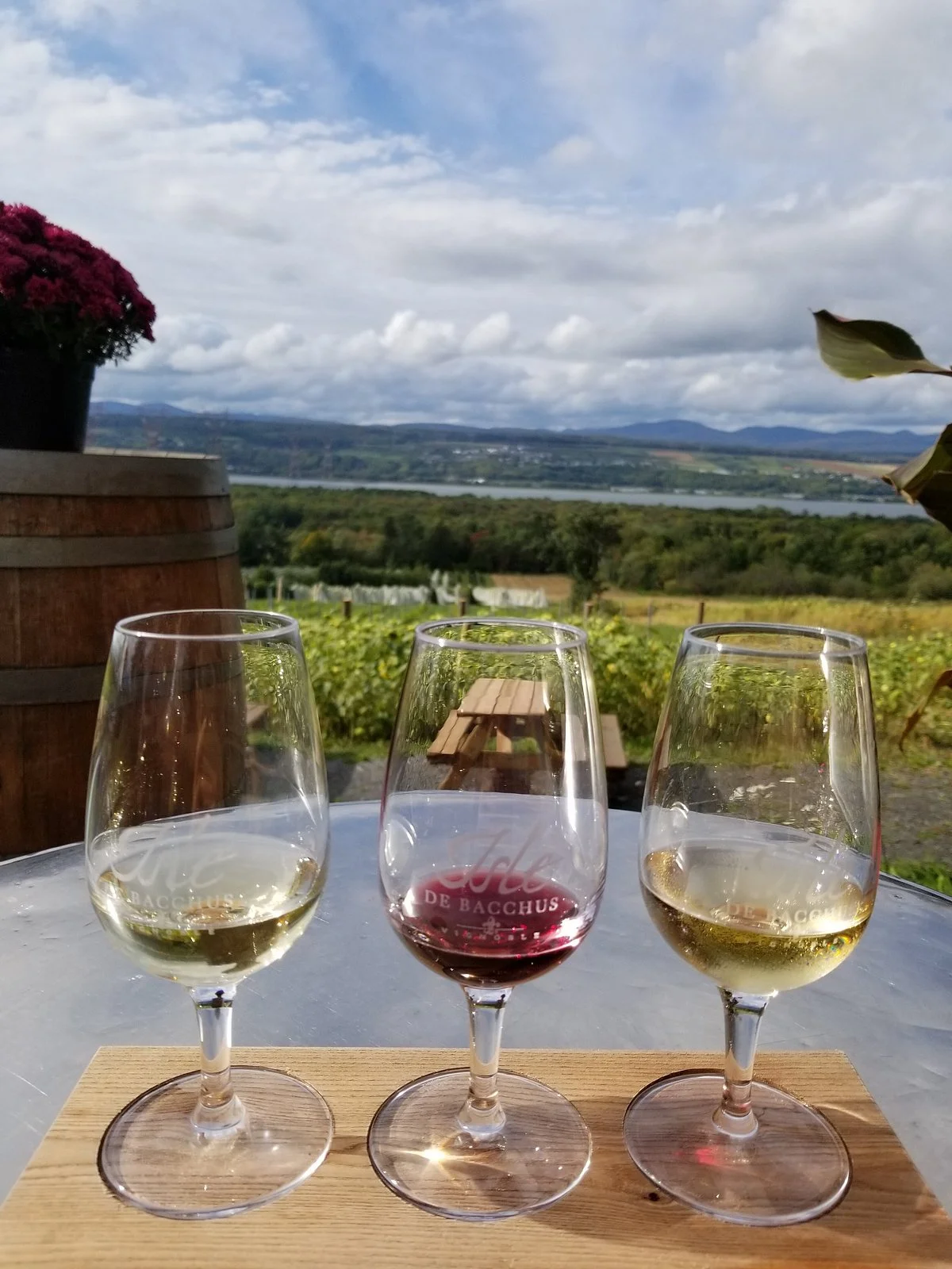 Isle de Bacchus Vinery