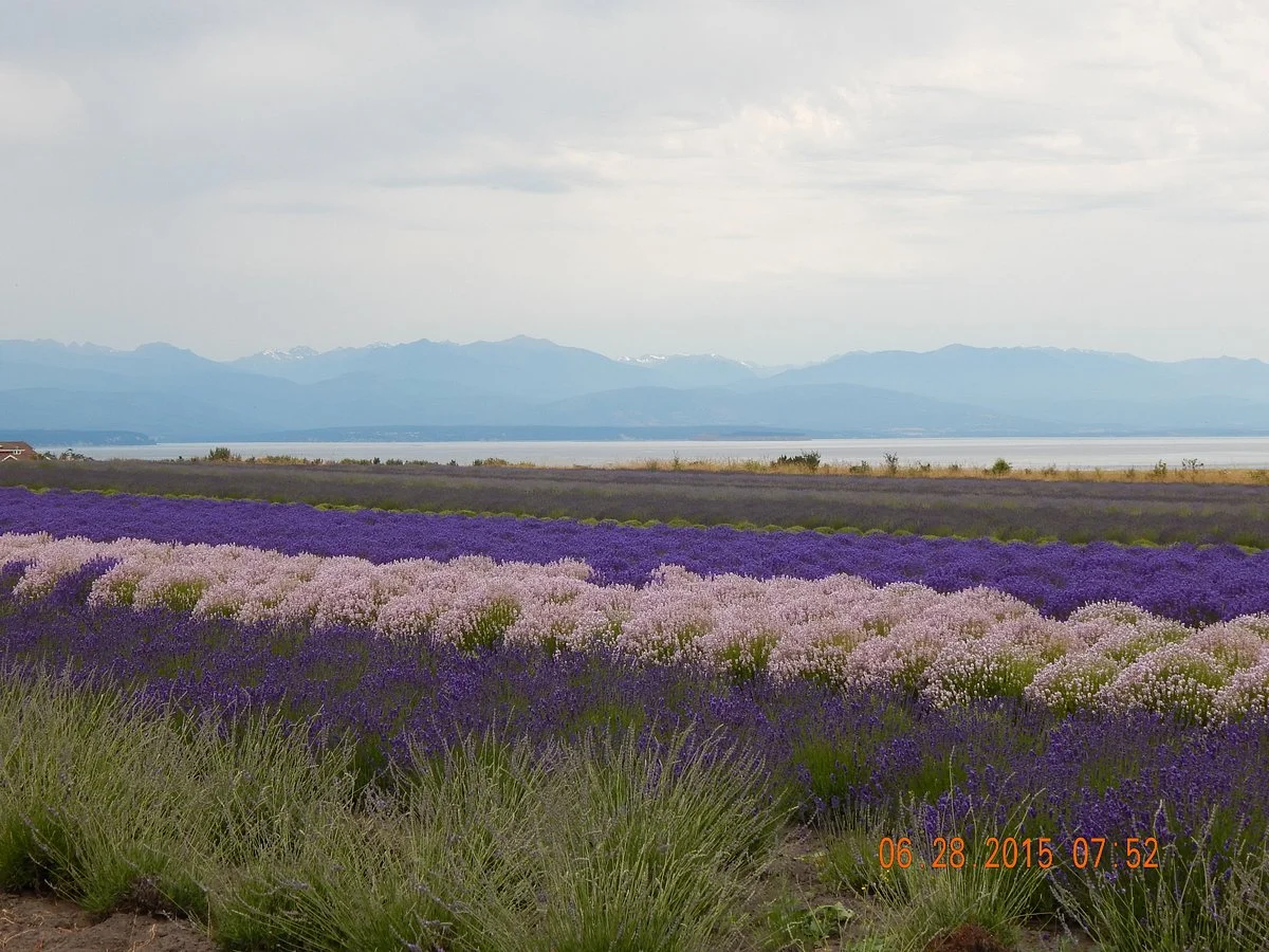 Lavender Wind Farm