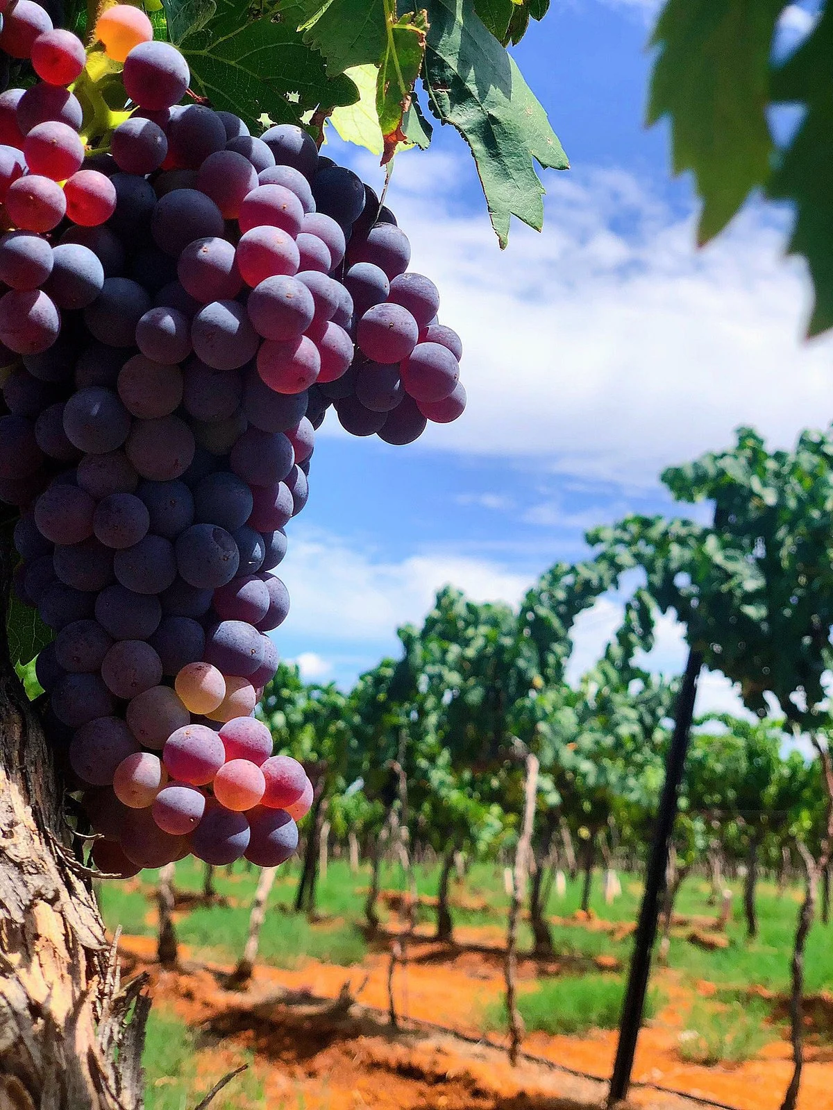 Callaghan Vineyards