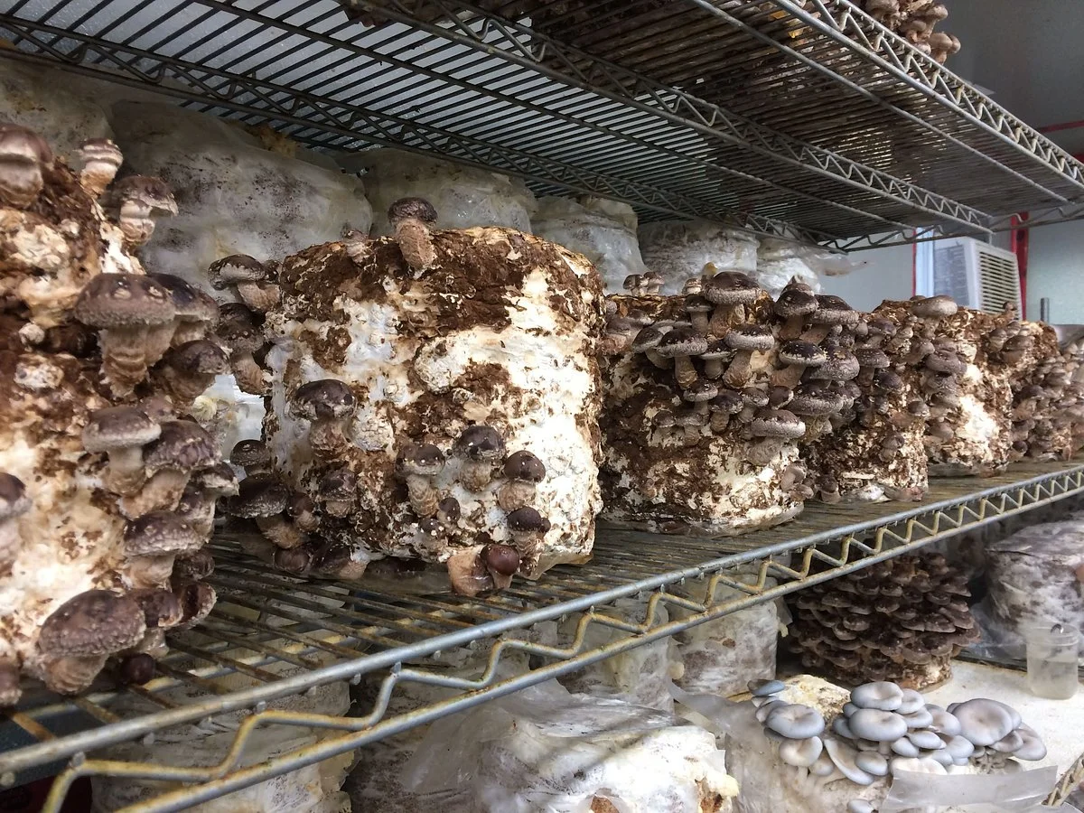 Kelly's Gourmet Mushrooms