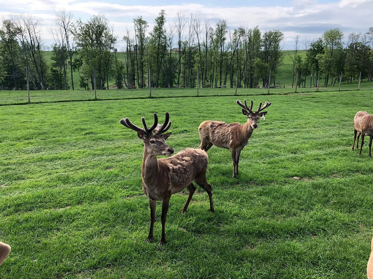 Red Deer at Rolling Hills Farm