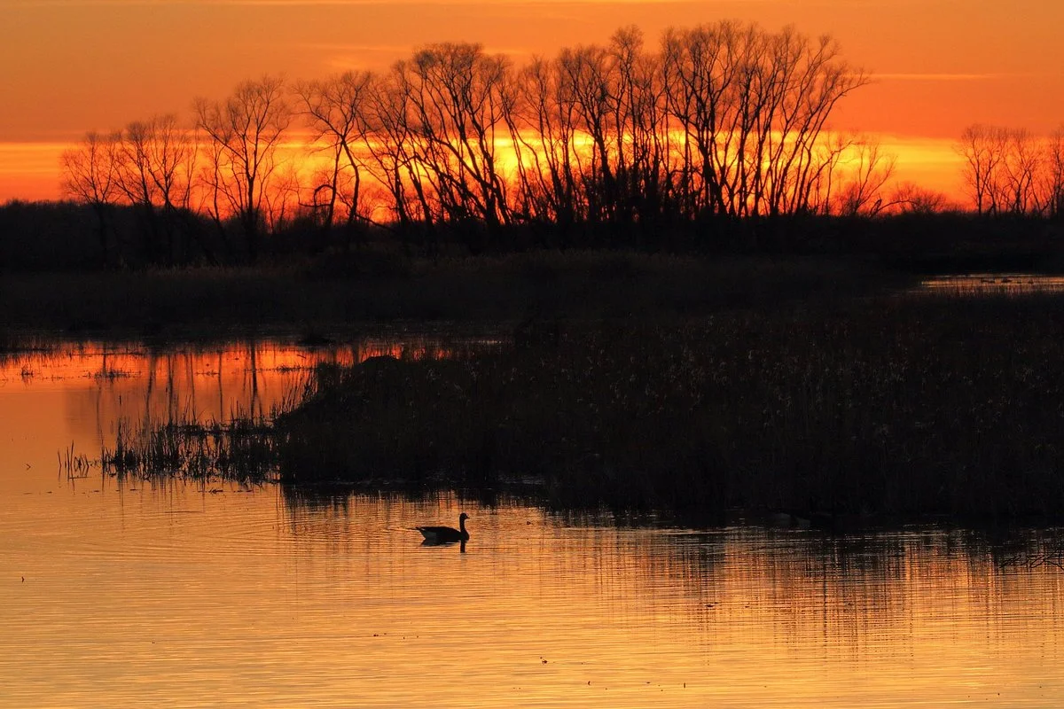 Black Swamp Bird Observatory