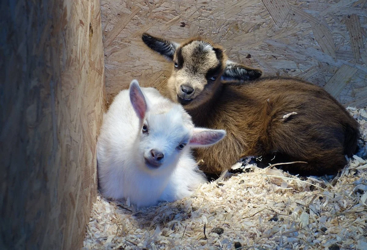 Animal Farm Petting Zoo