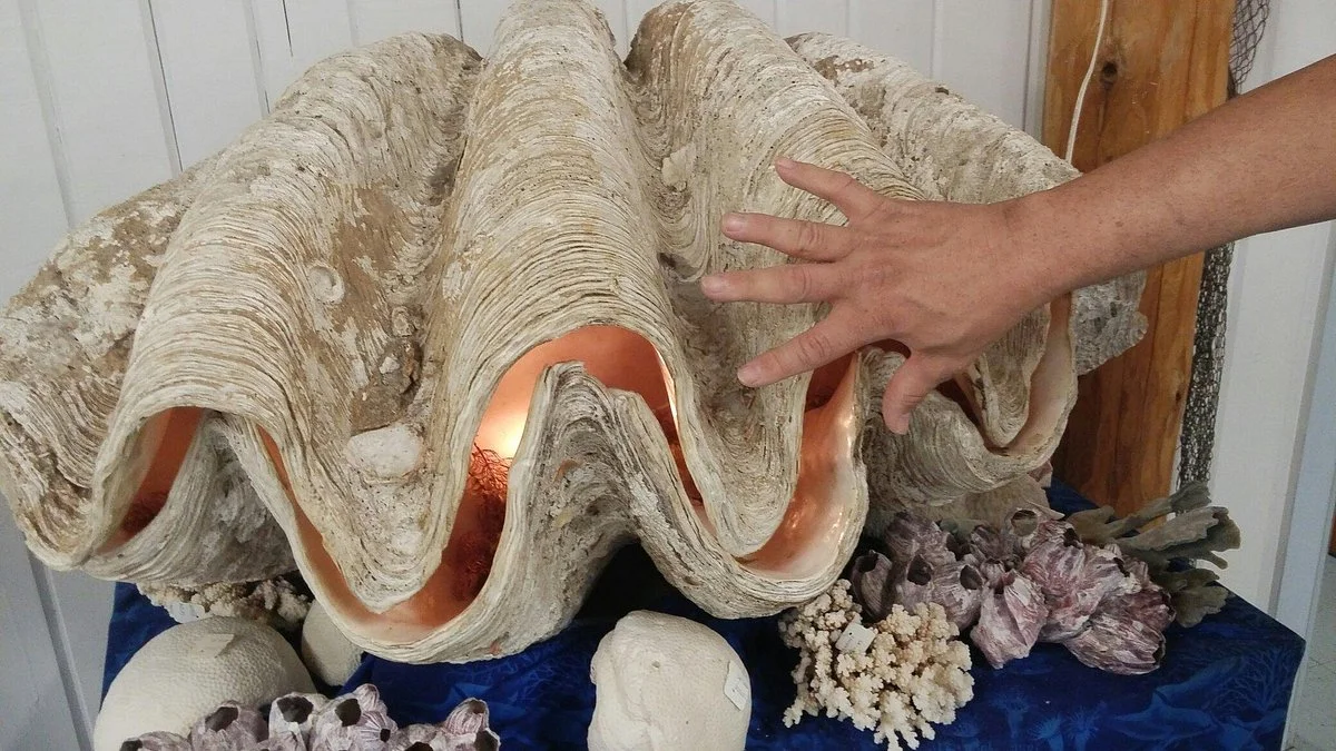Sea Shell City