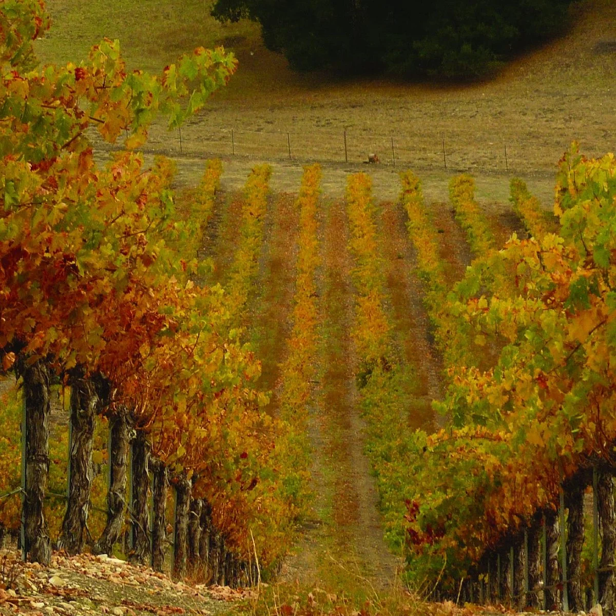 Whalebone Vineyard