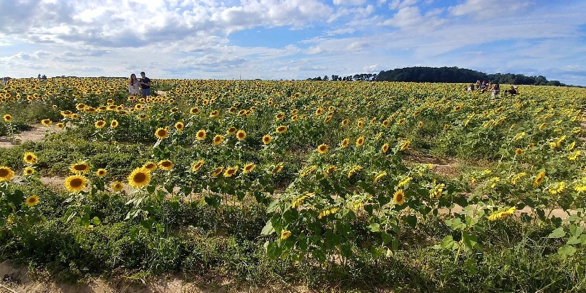 North Fork Sunflower Maze