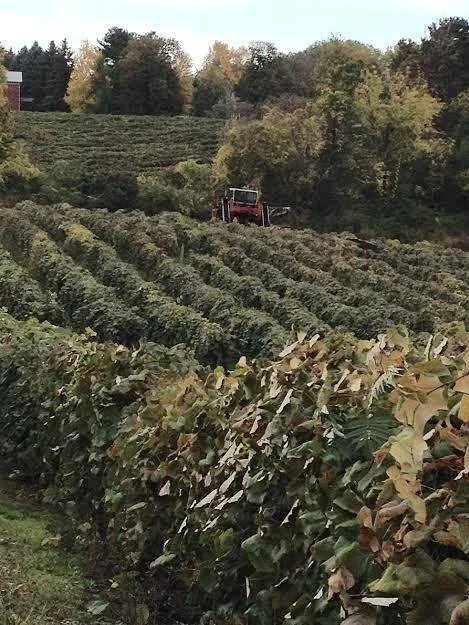 Mazza Vineyards