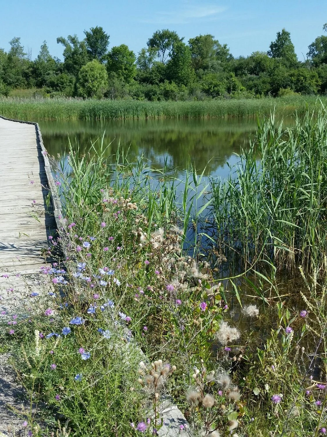 Lillie Park