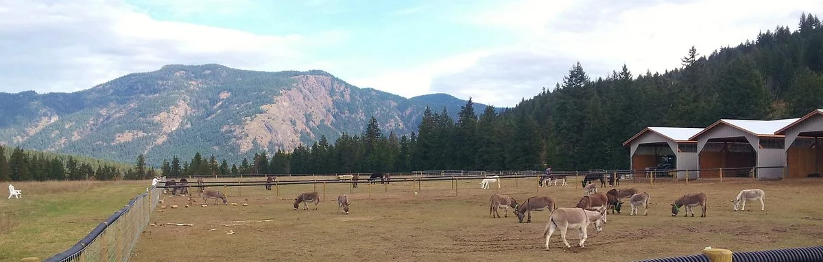 Turtle Valley Donkey Refuge