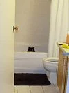 Irvin Goodon International Wildlife Museum