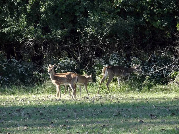 Schiller Woods