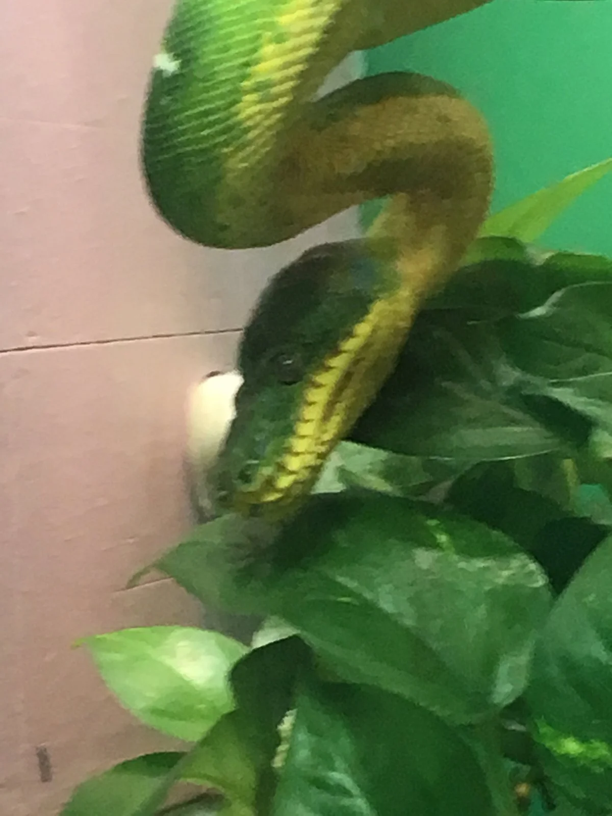 Zoo Creatures