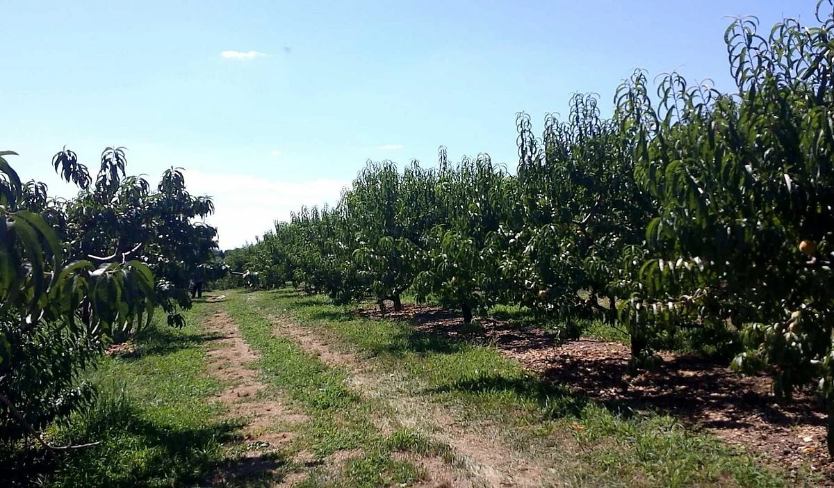 Strites Orchard