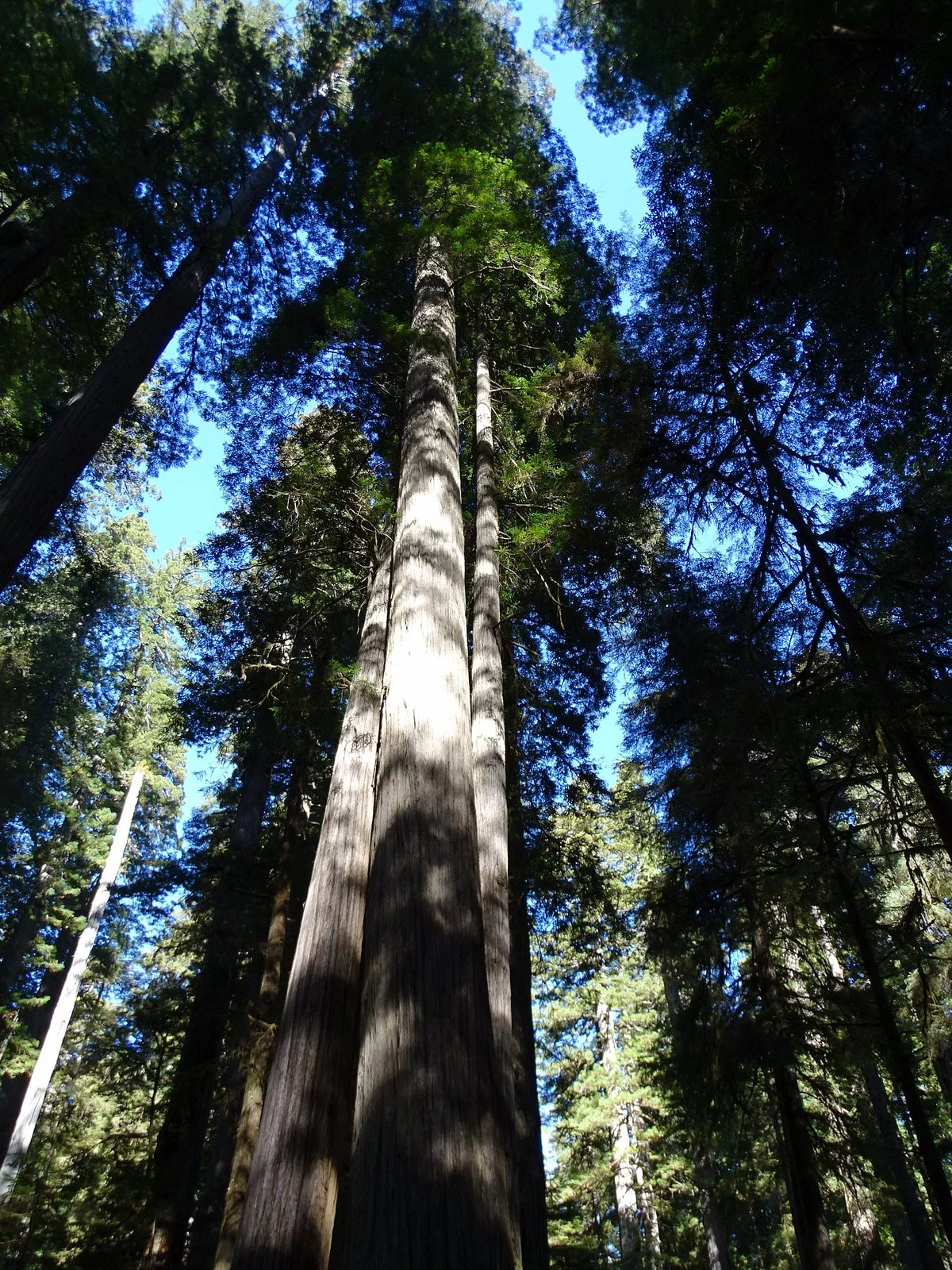 Boy Scout Big Tree Trail