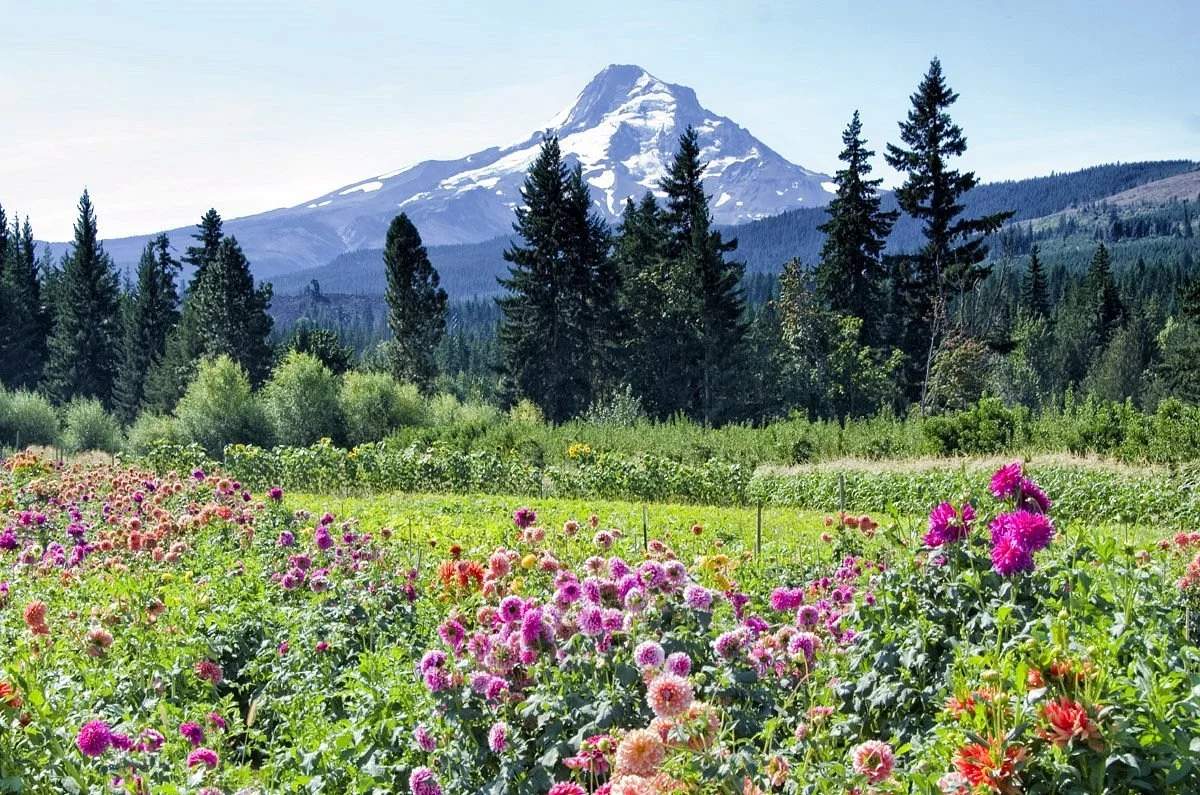 Mt. View Orchards