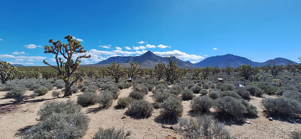 Grapevine Mesa Joshua Trees